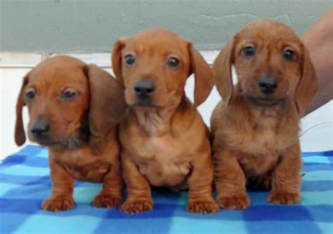 The Original GFP Puppy Finder. . Puppies for sale in pa under 300